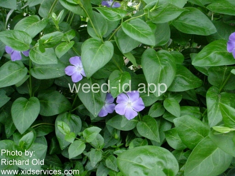 periwinkle, big